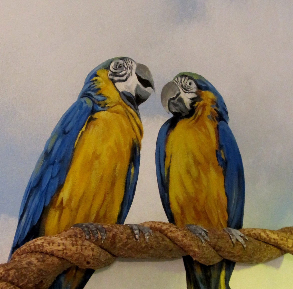 Macaws