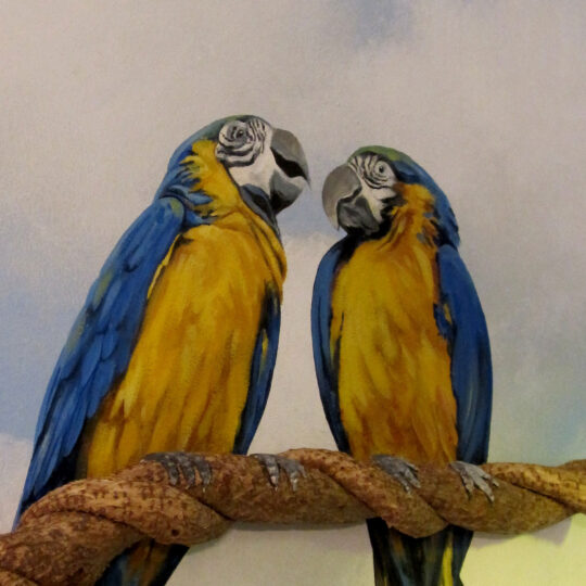 Macaws