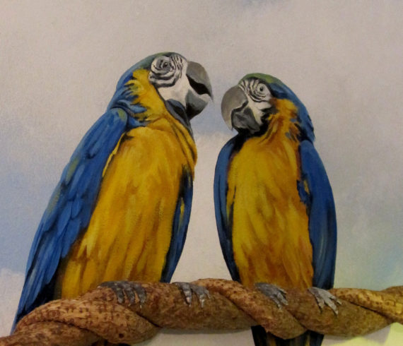 Macaws