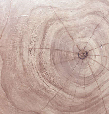 Cross section of grain